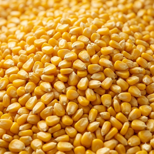 corn
